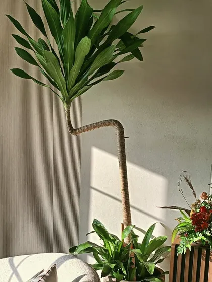 The unique, curved trunk of this Dracaena makes it a true statement piece. I look for plants with unusual forms that can serve as living art, adding a dynamic and organic element to your decor.