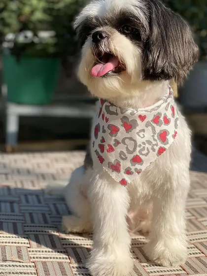Joy the Shih Tzu is enjoying a little outdoor photoshoot after getting all cleaned up.