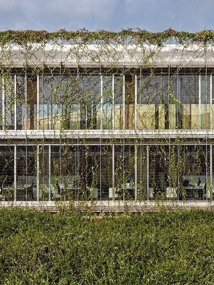 The facade of the ATE office in Ahmedabad, where the structure of the building is visible through the thunbergia veil. This transparency reveals the logic of the design, where nature and architecture are fully integrated.