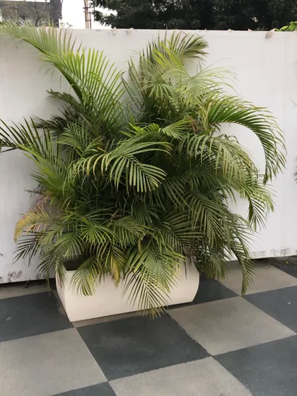 A close-up of a healthy, full Areca Palm. I ensure all the plants I provide are of the highest quality to ensure they look great from day one.