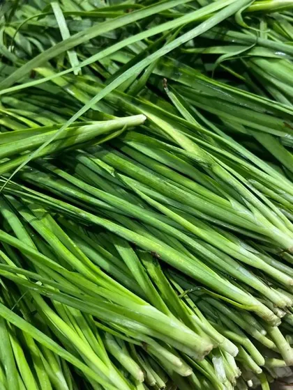 A bundle of fresh garlic chives. These have a mild garlic flavor and are used as a garnish or a main ingredient in stir-fries and dumplings.