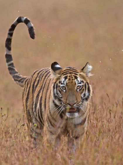 A young tiger cub with its tail curled in a question mark, a sign of youthful curiosity and playfulness.