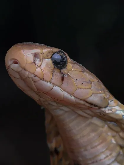 An extreme close-up of an Indian Spectacled Cobra's head. Using a macro diffuser allowed me to capture this intimate portrait with perfect lighting, revealing details not visible to the naked eye.