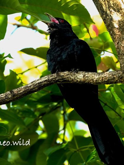 The Asian Koel is famous for its beautiful, melodic call that signals the arrival of spring. Here, the male, with his glossy black feathers and striking red eye, is caught mid-song.
