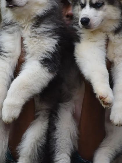 A closer look at the thick, soft coats of our woolly Husky puppies.