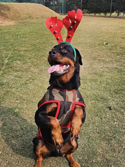 This handsome Rottweiler is sitting pretty in his reindeer antlers, enjoying the holiday cheer on our sunny lawn. Our open space is perfect for festive photoshoots and seasonal fun.