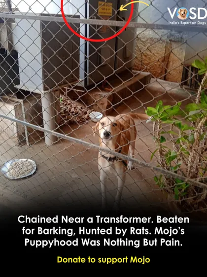 Chained near a transformer, beaten for barking, and hunted by rats. Mojo's puppyhood was nothing but pain. At VOSD, he is finally safe from his traumatic past.