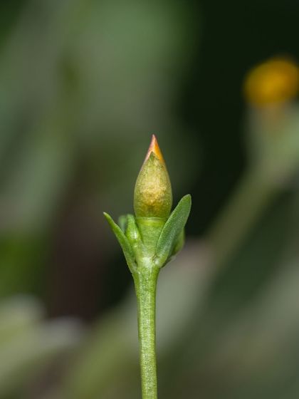 A super macro shot of a tiny flower bud, about to bloom. This image is about the beauty of potential and the very beginning of a new life.