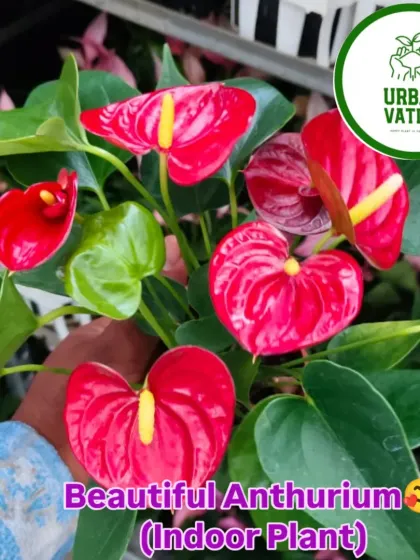 The Anthurium plant is famous for its bright, heart-shaped "flowers," which are actually modified leaves. It's a long-lasting and beautiful indoor plant.
