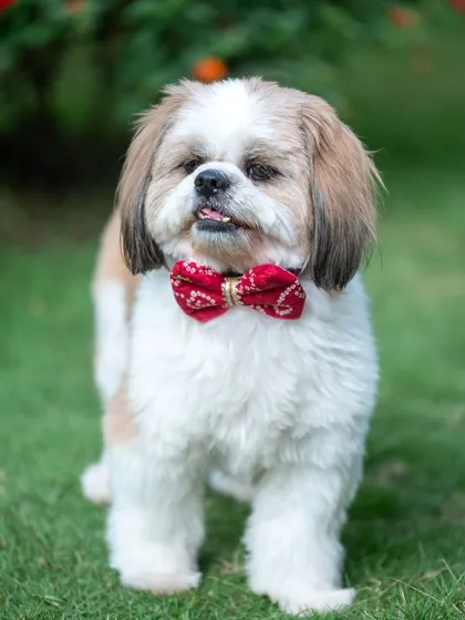 Cookie the Shih Tzu looking absolutely dapper in his red bowtie. Bringing along your pet's favorite accessories is a wonderful way to add a personal touch to their professional dog portraits.