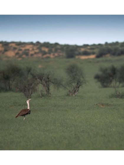 The critically endangered Great Indian Bustard, one of the rarest birds in the world, walks through the grasslands of the Desert National Park. A truly humbling and significant sighting.