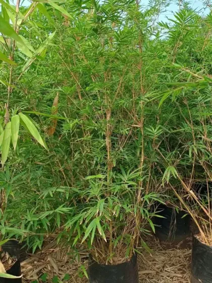A thick clump of bamboo, demonstrating its effectiveness as a natural privacy screen.
