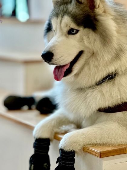 PawsnCollars - Pet Boarding & Hotel Luxury Dog Suites & Stays photo 17