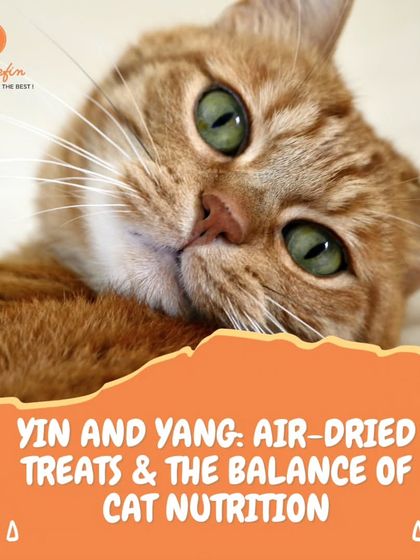 The philosophy of Yin and Yang applies to feline nutrition. Air-dried treats can provide a perfect balance, offering concentrated protein (Yang) while retaining natural moisture and fatty acids (Yin).