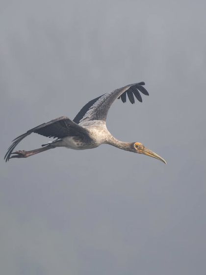 A sub-adult Painted Stork in flight, still showing its duller juvenile plumage.