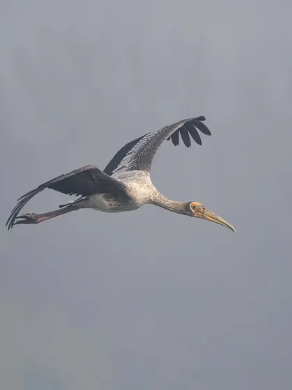 A sub-adult Painted Stork in flight, still showing its duller juvenile plumage.
