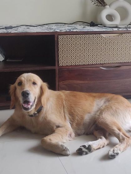 PL Paws - Animal Rescue & Rehabilitation Happy Tails: Our Adoption Stories photo 52