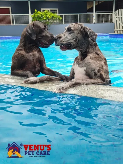 This moment between two Great Danes says it all. Our space is where dogs can relax, be themselves, and make new friends in a calm and supervised environment.
