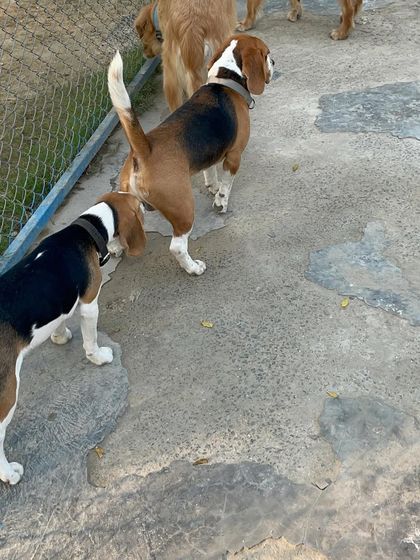 Even by the fence, there's always time for a proper doggy introduction. These two Beagles are following proper social etiquette.
