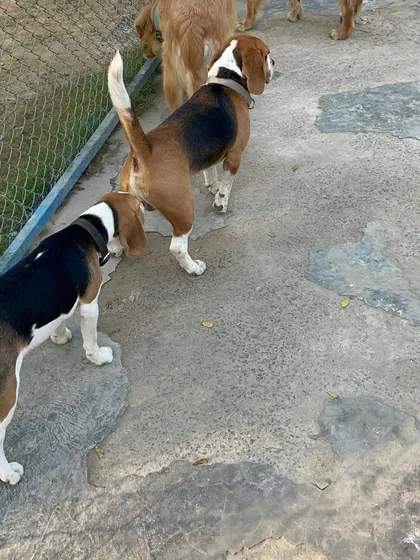 Two Beagles on the move, likely following an interesting scent they picked up during their butt sniffing introductions.