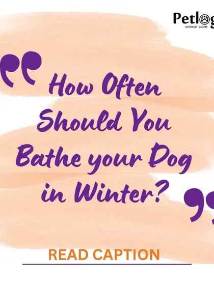 How often should you bathe your dog in winter? While you should avoid too many baths, an occasional wash is necessary to get rid of dirt and grime.