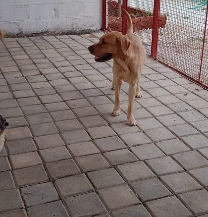 Wiggle Waggle - Dog Boarding & Daycare Chilling & Making Friends photo 9