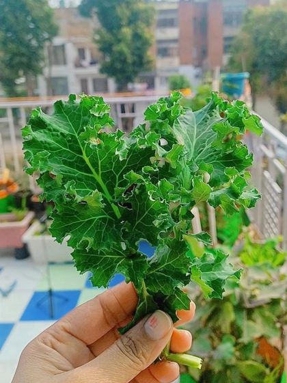 Grow Your Own Vegetables photo 4