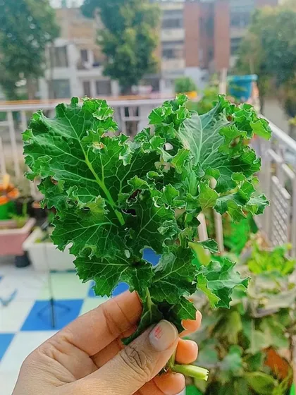 Look at this beautiful, heart-shaped bunch of kale, grown right on a terrace from my seeds. This is the kind of fresh, organic produce you can easily grow at home.