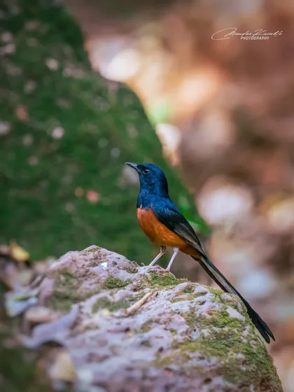 A White-rumped Shama in a classic pose. The beautiful contrast of its glossy black head, orange belly, and long tail is on full display.