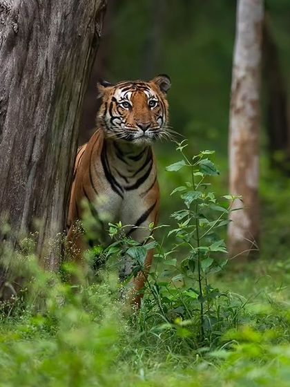 The handsome Tiger Tank male from Kabini, pausing by a tree. This was a tricky trip, but patience on the final safari paid off with this beautiful sighting.