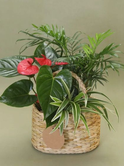 A charming gift basket combining the glossy red blooms of an Anthurium with the delicate fronds of a Parlor Palm and the striped leaves of a Spider Plant. A perfect mix of color and texture.