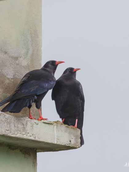 A pair of Red-billed Choughs, which are known to form lifelong monogamous bonds.