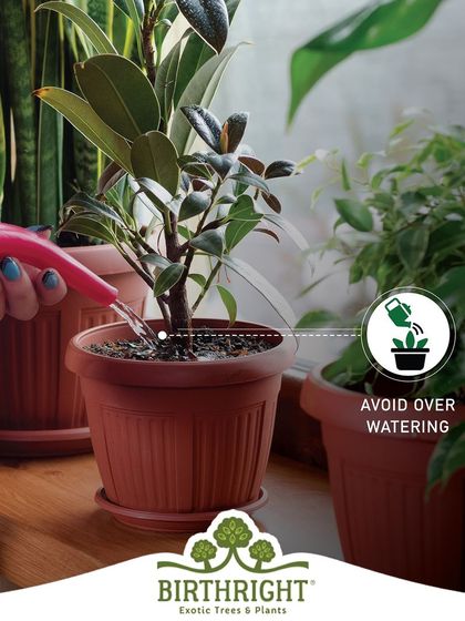 Monsoon care tip: With high humidity in the air, it's crucial to avoid overwatering. I teach you how to check the soil moisture to prevent root rot.