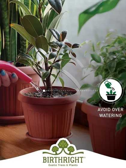Monsoon care tip: With high humidity in the air, it's crucial to avoid overwatering. I teach you how to check the soil moisture to prevent root rot.
