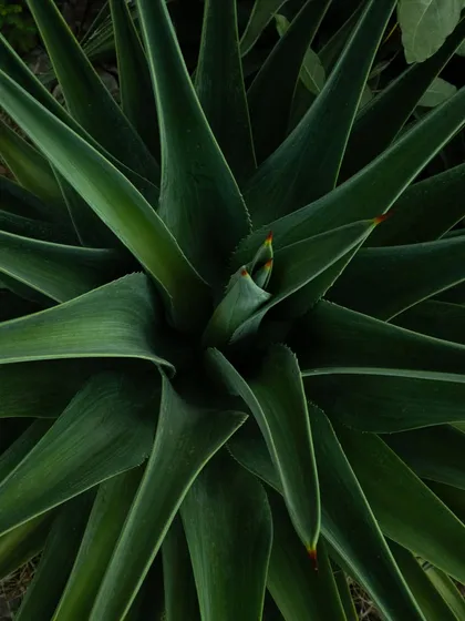 A close-up of an agave plant, its powerful, sculptural form representing the wild beauty of the landscape we inhabit.