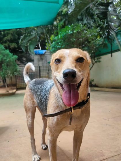 Stay - Dog Daycare Happy Faces of Stay photo 41