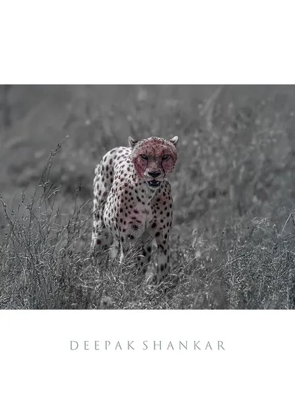 Grace on Edge. This selective color image is a dramatic and powerful portrait of a cheetah after a hunt. It’s a stark reminder of the reality of survival.