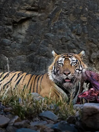 T95 Toofan with a kill. This sighting was particularly poignant as it occurred just days before another tigress he was mating with was translocated, a reminder of the complex management issues in conservation.