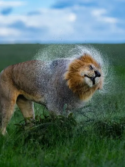 The king's rain dance. A male lion shakes off water after a downpour in the Masai Mara. Freezing this motion with a fast shutter speed creates a regal and dynamic image.