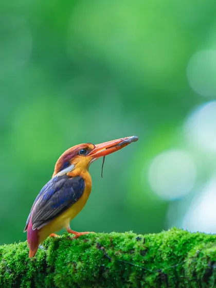 The Oriental Dwarf Kingfisher, a flash of rainbow in the dense forests of the Western Ghats. Capturing this female with a skink for her chicks took hours of patience, but moments like these are what make wildlife filmmaking so rewarding.