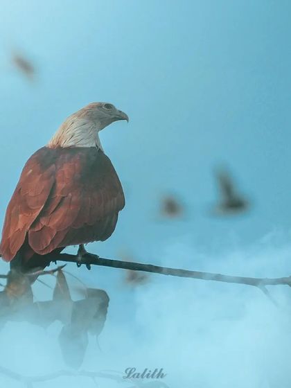 Lalith - Wildlife & Nature Photography Wings in Motion photo 7