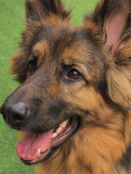 Becky's Bow Wow House - Dog Boarding (Overnight & Long-Term) Pawsitive Vibes: Our Happy Guests photo 13