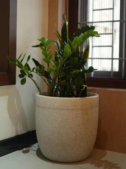 A clear shot of the ZZ plant and Snake Plant combination in a textured pot, placed neatly in a corner by a window.