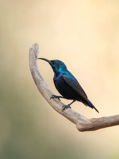 Another angle of the Purple Sunbird, with a clean, creamy background that makes the bird's colours stand out.