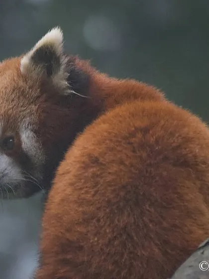 A shy and elusive Red Panda from Sikkim. These endangered animals are the state animal of Sikkim and are usually found high up in the treetops, making a clear photograph a challenging and rewarding experience.