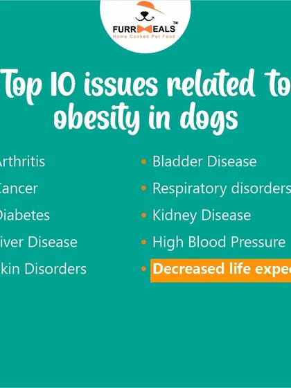 This collection of infographics and product shots provides a comprehensive guide to understanding, preventing, and managing dog obesity with my specialized diet plans and responsible treating tips.