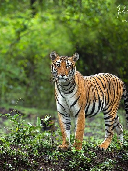 The "Tiger Tank Female" poses against a lush green monsoon backdrop in Kabini. The contrast between the tiger's orange coat and the vibrant foliage is a photographer's dream.