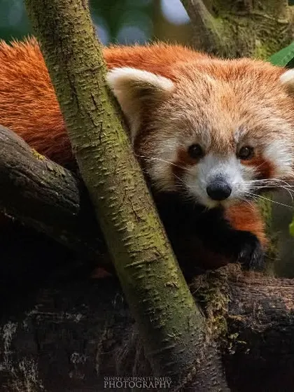 An adorable Red Panda, with its characteristic reddish-brown fur and long, shaggy tail, peeks through the branches. Finding this shy arboreal mammal is a special moment in the Eastern Himalayas.