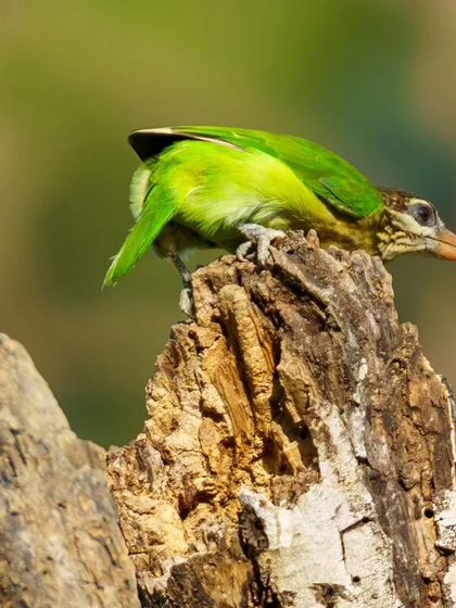 A White-cheeked Barbet strikes a curious pose on a tree stump.