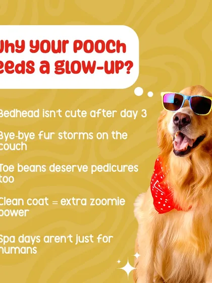 Wondering if it's time for a spa day? We think so. Regular grooming is about more than just looking cute; it helps with shedding, keeps paws healthy for walks, and gives your dog that extra boost of happy energy.